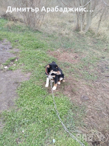 Подарявам малки кученца!, снимка 4 - Други - 53638524