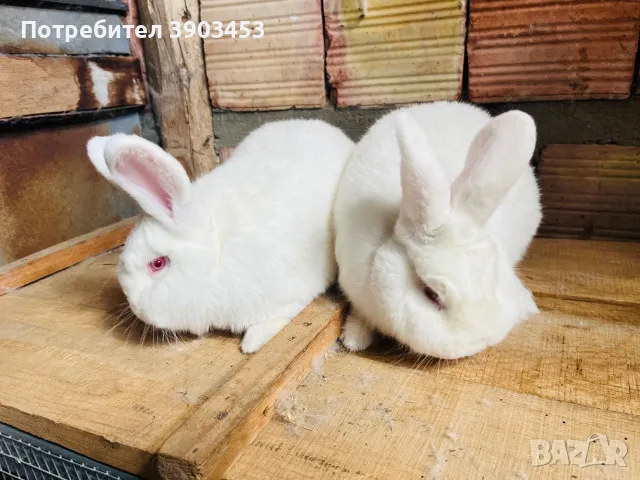 Новозеландски зайци, снимка 3 - За селскостопански - 56059067