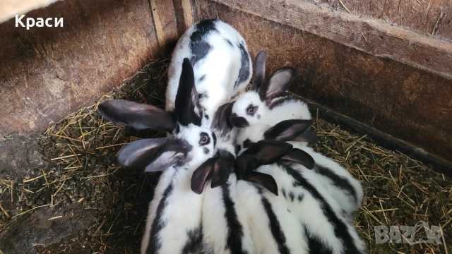 Зайци , снимка 2 - Други животни - 42568244