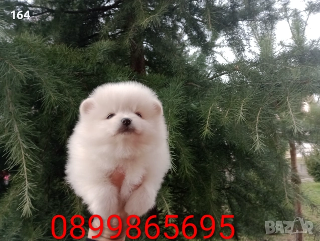 Померан. Мъжки и женски бели Померани. Реални снимки !, снимка 11 - Померан - 53010188