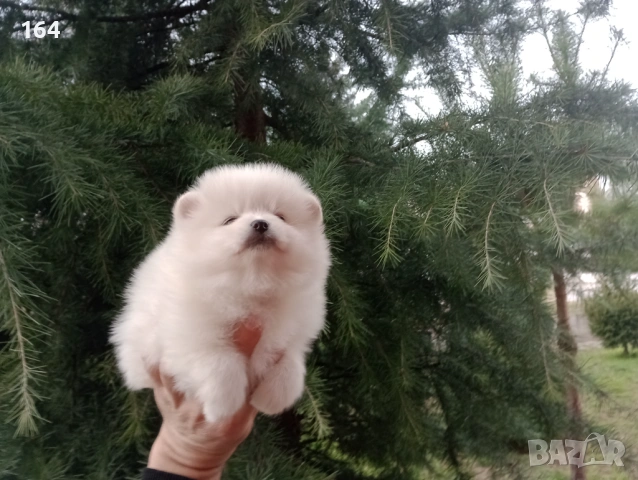 Померан. Мъжки и женски бели Померани. Реални снимки !, снимка 10 - Померан - 53010188