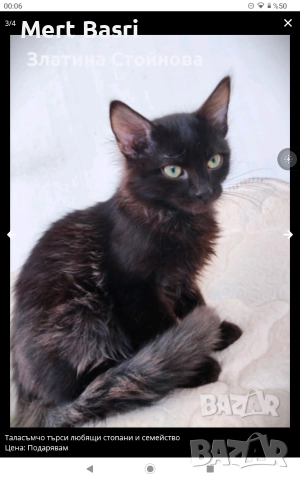 Таласъмчо търси любящи стопани и семейство