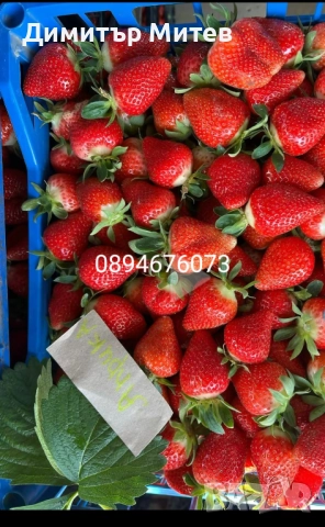 Продавам разсат ягоди , снимка 4 - Разсади - 51749795