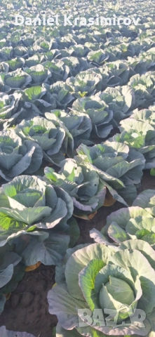 Прясно и крехко зеле Кьосе