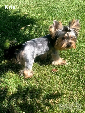 Йоркширски териер, Йорки момченце 