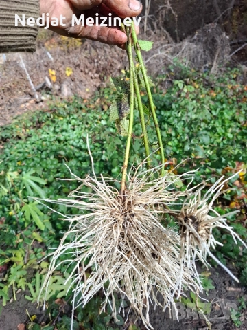 Къпини разсад, снимка 2 - Разсади - 52404608