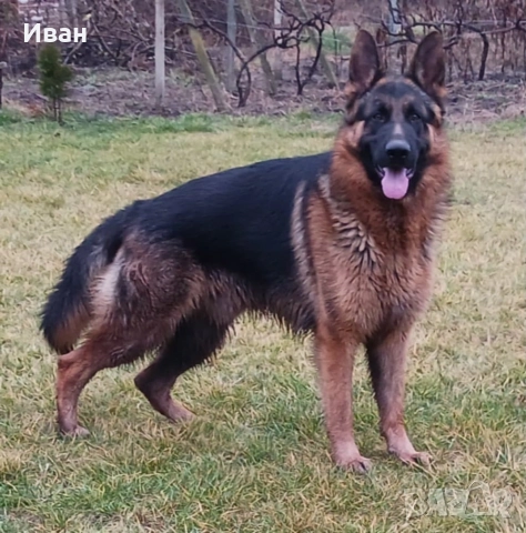 малки немски овчарки