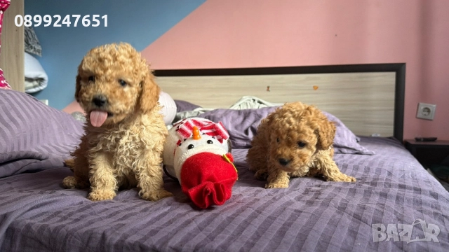 Пудел той , снимка 3 - Пудели - 52774395