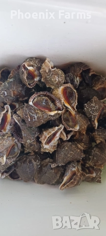 Пресни Рапани, Шипки, Билков Мед, пелин, снимка 5 - Домашни продукти - 51942912