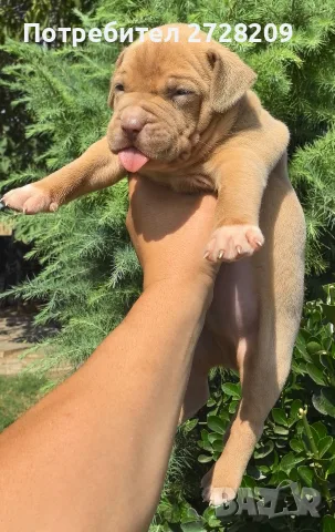 Американско Були Хл/American Bully XL , снимка 2 - Питбул - 55891222