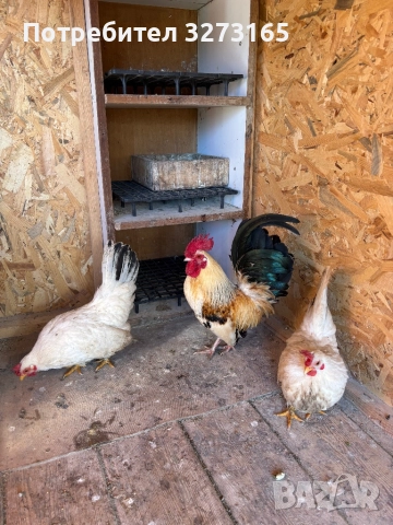  Кокошки Шабо 