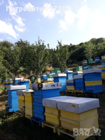 Пчелен мед от Светля, крем мед, снимка 3 - Пчелни продукти - 53222687