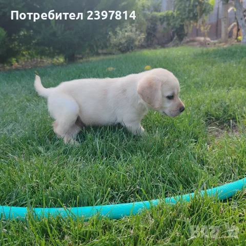 Лабрадор ретривър , снимка 14 - Лабрадор ретривър - 55743243