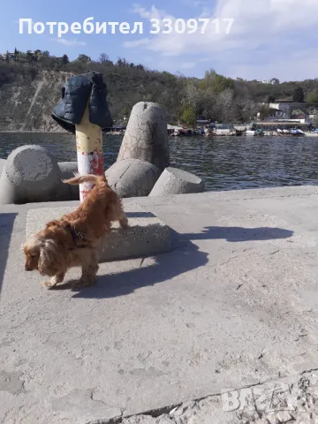 Мъжки  кокер шпаньол търси партньорка. , снимка 2 - Кокер шпаньол - 49477082
