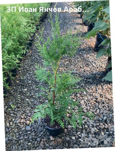 Туя Брабант, снимка 2 - Градински цветя и растения - 34085886