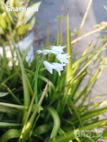 Алиум бял / Alium triquetrum, снимка 3 - Разсади - 48237854