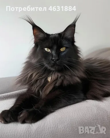 Котенца Мейн-Кун , снимка 3 - Мейн кун - 55846069