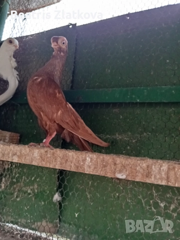 продавам гълъби, снимка 4 - Гълъби - 52593056