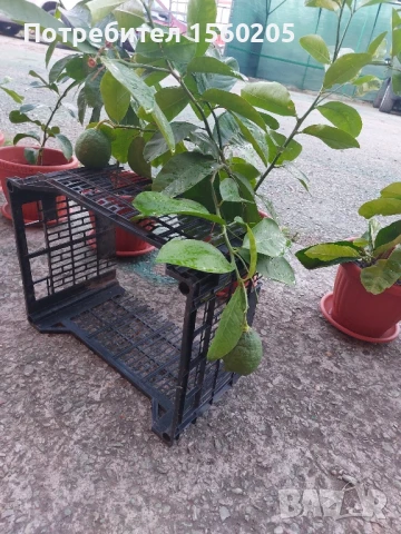 Лимони - лимонови дръвчета, снимка 7 - Градински цветя и растения - 51309881