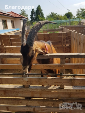 Френски алпин 