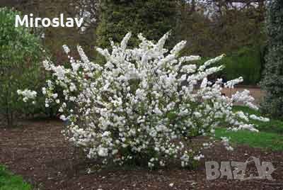 Японска Вишна-(Prunus Alba Plena), снимка 9 - Градински цветя и растения - 40121338