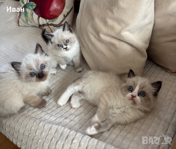 породисти котенца, снимка 2 - Персийска - 53830758