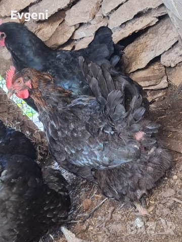 Супер харко кокошки, снимка 2 - други­ - 53666290