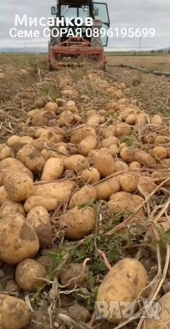 Семена картофи.