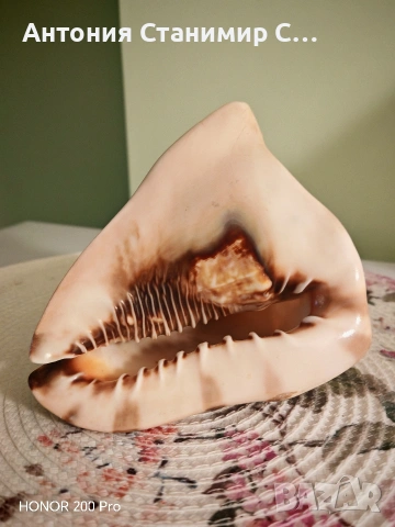 Рапан за декорация , снимка 2 - Други - 53697939