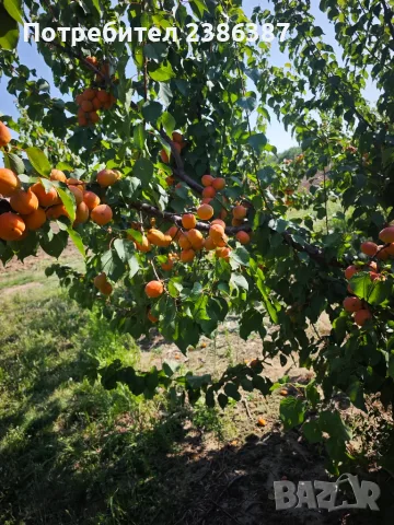 Кайсии за пазар
