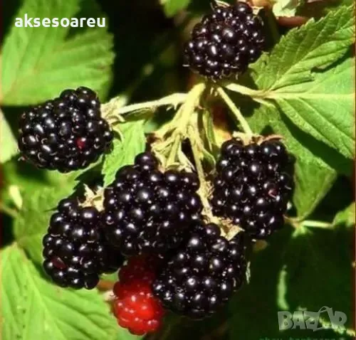 Висококачествени нови семена от хранителна Къпина без бодли Rubus rusticanus 50+ семена антиоксидант, снимка 14 - Сортови семена и луковици - 50332260