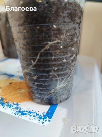 Комплект вкоренени резници Мушкато 5 бр - 5 цвята , снимка 7 - Стайни растения - 46905641