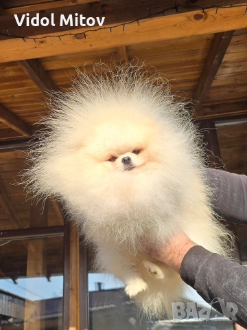 Мини Померан момче , снимка 2 - Померан - 53851324