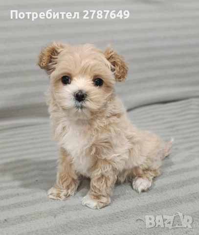 Малтипу, снимка 6 - Пудели - 53650329