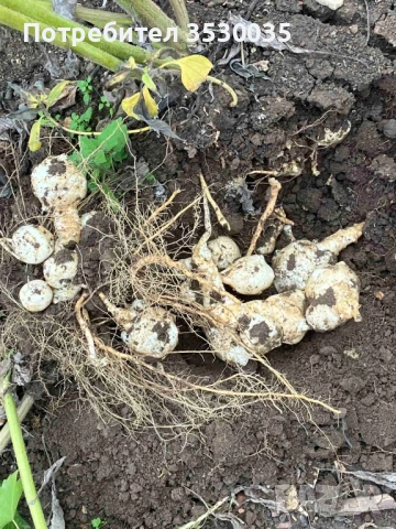 бяла гулия, земна ябълка , снимка 2 - Сортови семена и луковици - 52353012