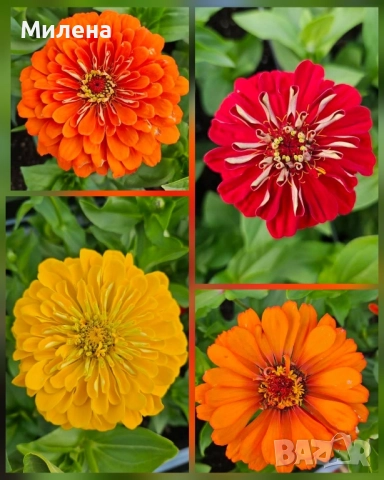 семена за едногодишни цветя , снимка 2 - Сортови семена и луковици - 51471965