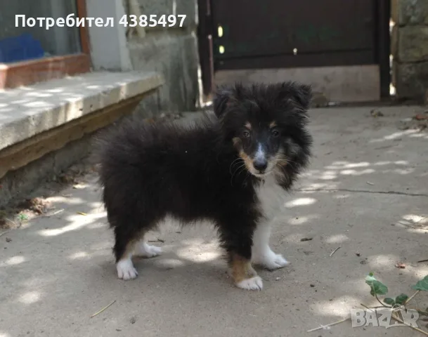 трицветно шелти момиче