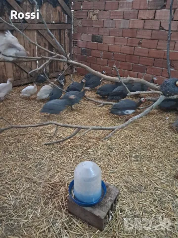 ТОКАЧКИ, снимка 3 - Кокошки и пуйки - 48978869