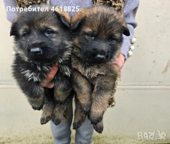 Сиви немски овчарки , снимка 3 - Немска овчарка - 53635810