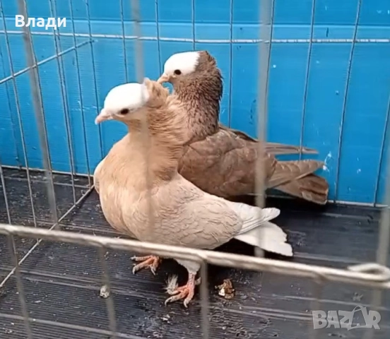 Индийски моки, снимка 6 - Гълъби - 52914435