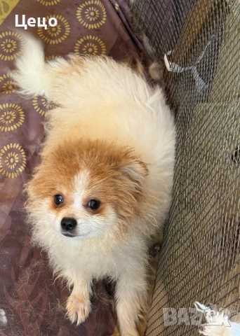 Померан момче , снимка 4 - Померан - 52790454