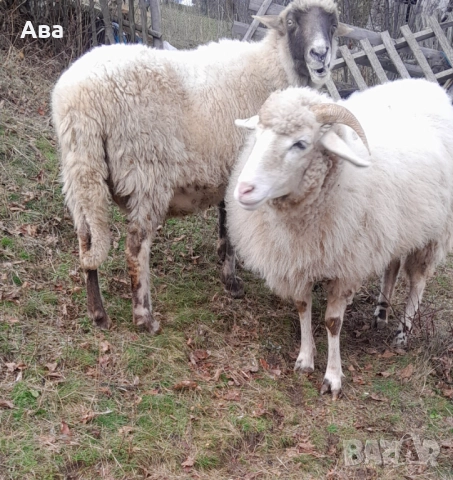 Продавам 2 овци, снимка 1