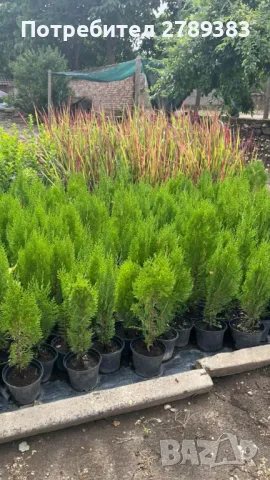 Източна туя , снимка 1