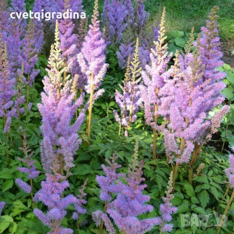 Astilbe chinensis Pumila(Астилбе китайско Пумила), снимка 2 - Градински цветя и растения - 51089377