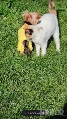 Мини йорки джудже за разплод , снимка 4 - Търси партньор - 49683085