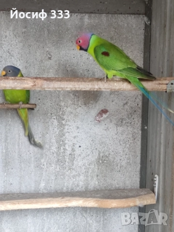 Продавам папагали , снимка 2 - Папагали - 51819471