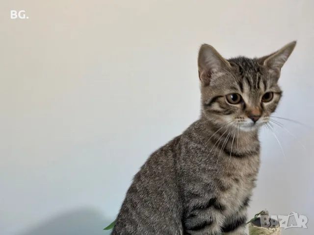 Продавам Малко Котенце, Късокосместа И Игрива! , снимка 2 - Други - 55747872