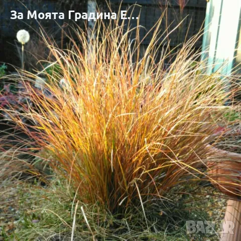 Карекс Декоративна трева, снимка 3 - Разсади - 49494706