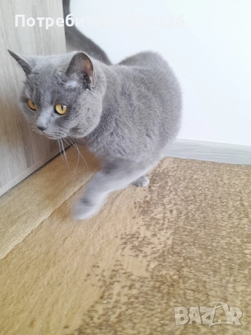 Британска късокосместа, снимка 3 - Британска късокосместа - 52788655