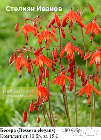 Бесера (Bessera elegans) - луковици
